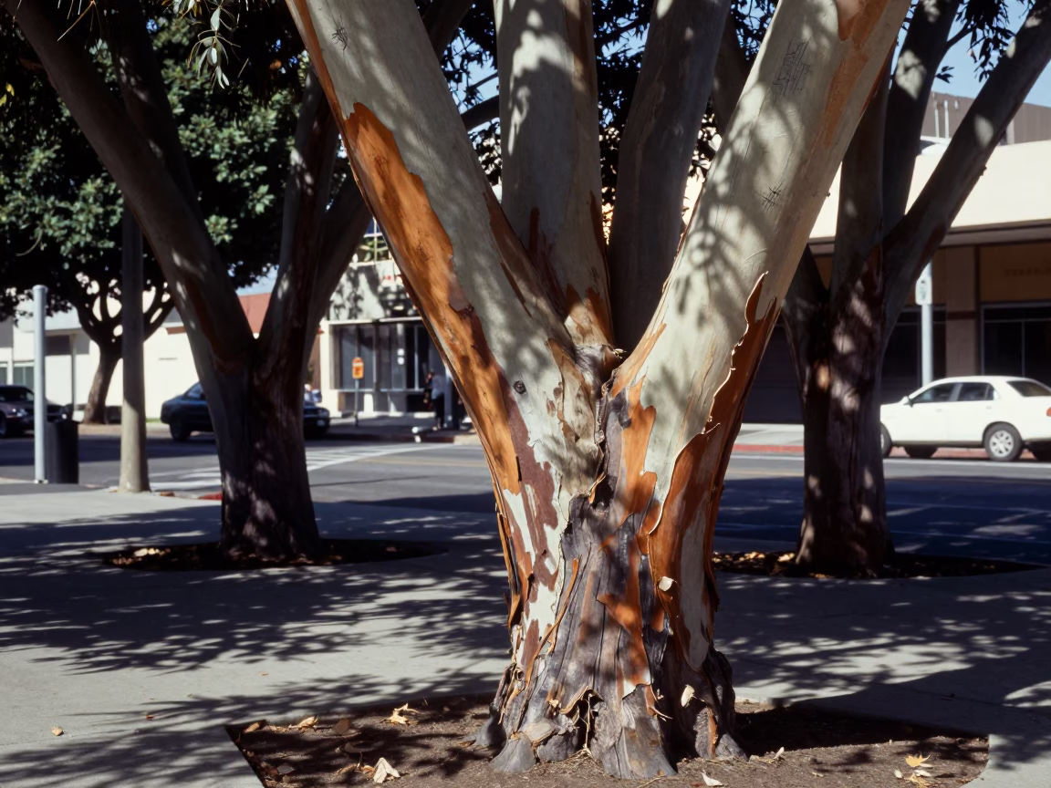 Midday Los Angeles Eucalyptus Grove with Peeling Bark and Scratched Doorframe in in Los Angeles, California, United States