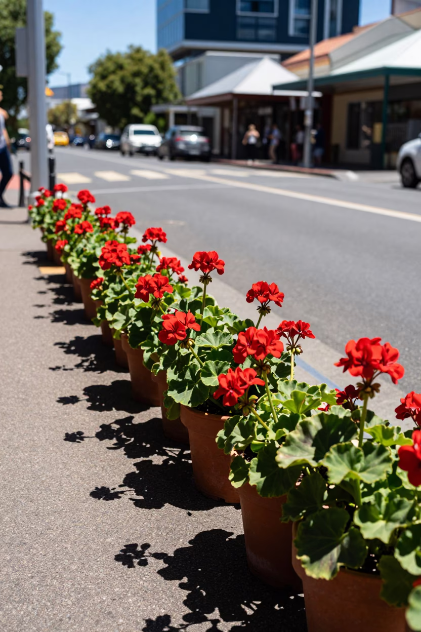 Midday Perth Western Australia Street Scene with Potted Geraniums and Local Architecture in in Perth, Western Australia, Australia