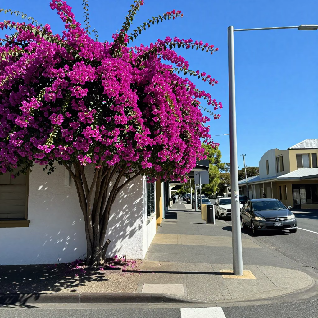 Midday Street Scene in Adelaide South Australia with Bougainvillea and Brushed Steel in in Adelaide, South Australia, Australia