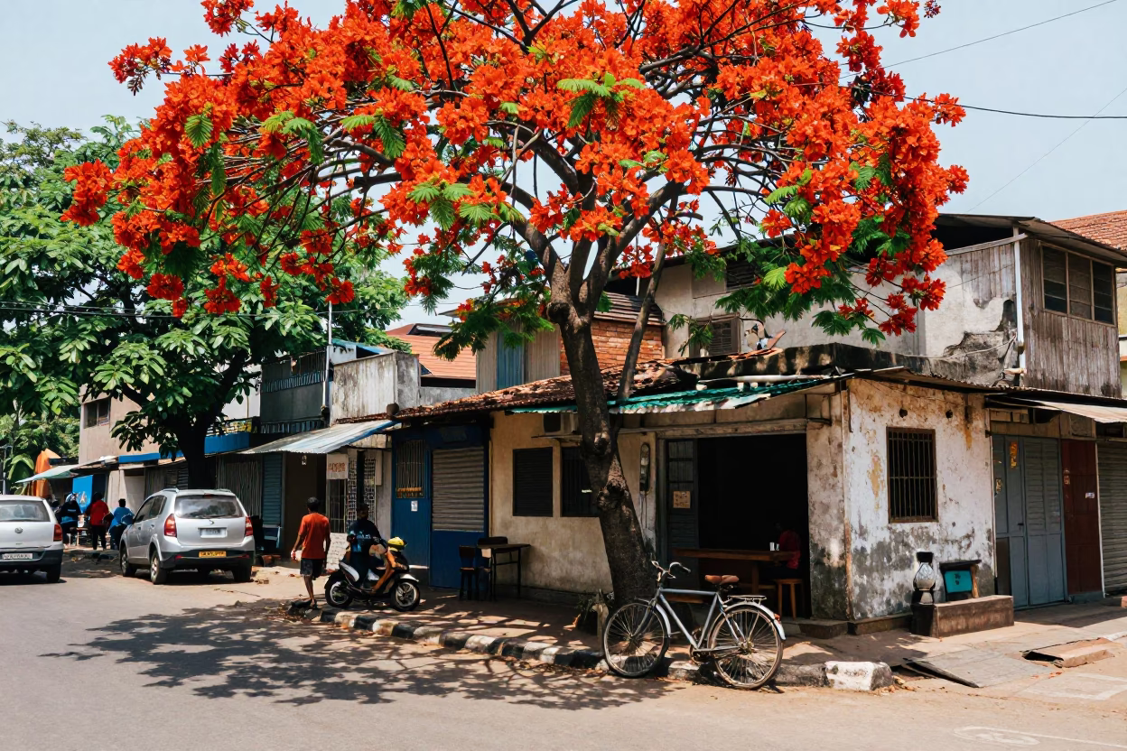 Midday Street Scene in Chennai India with Flame Tree Bloom and Bicycle in in Chennai, India