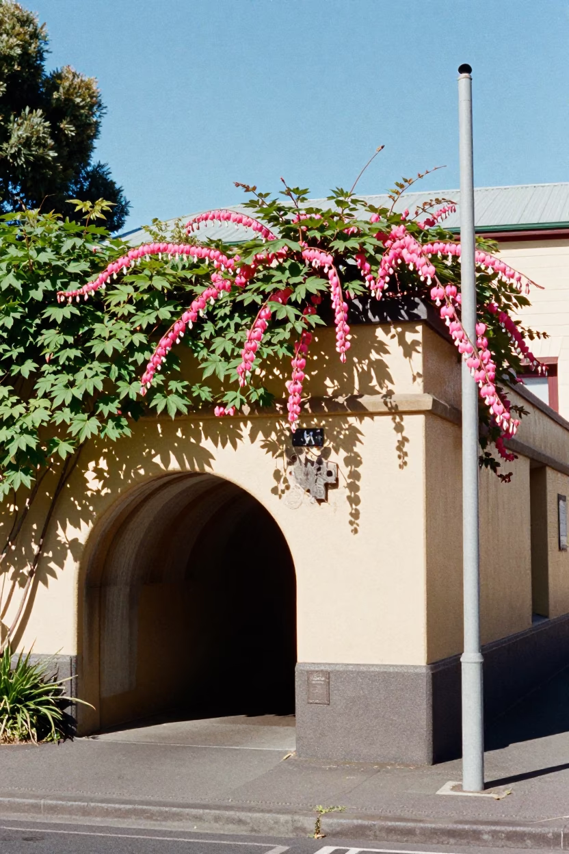 Midday Street Scene in Hobart Tasmania with Bleeding Heart Vine and Concrete Wall in in Hobart, Tasmania, Australia