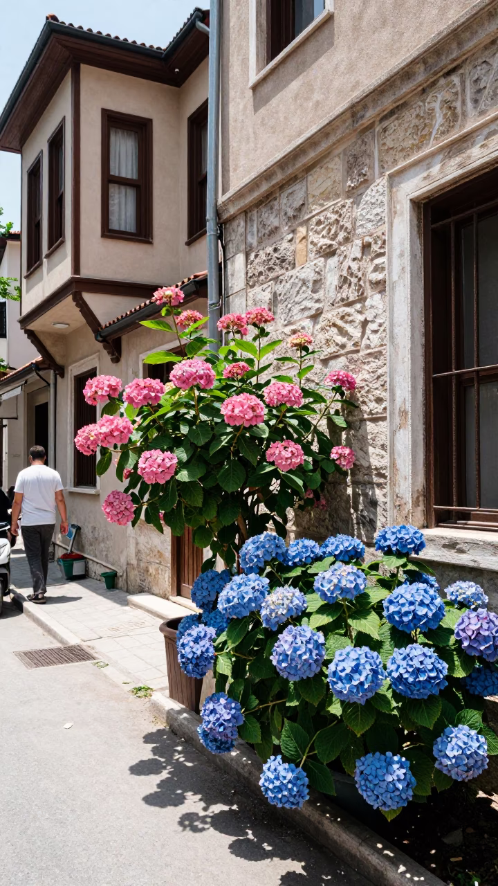 Midday Street Scene in Istanbul Turkey with Blue Hydrangeas and Traditional Architecture in in Istanbul, Turkey