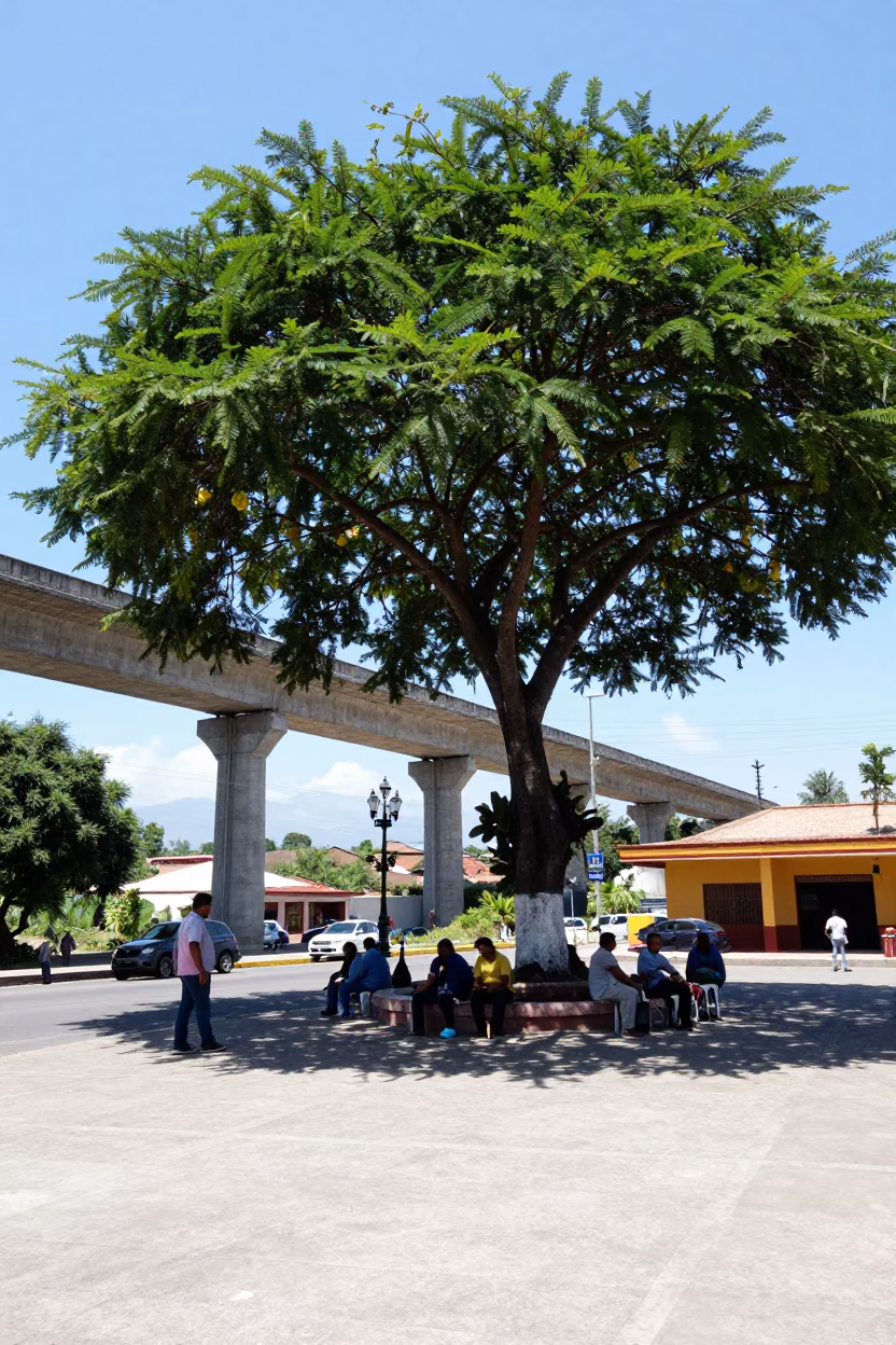 Midday Street Scene in Merida Mexico with Concrete Viaduct and Kapok Tree in in Merida, Mexico