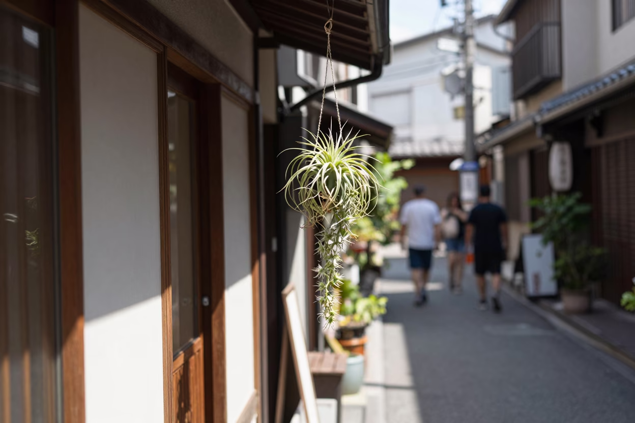 Midday Street Scene in Osaka Japan with Hanging Air Plant and Condensation in in Osaka, Japan