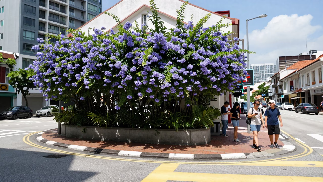 Midday Street Scene in Singapore with Plumbago Hedge and Local Market Stall in in Singapore, Singapore