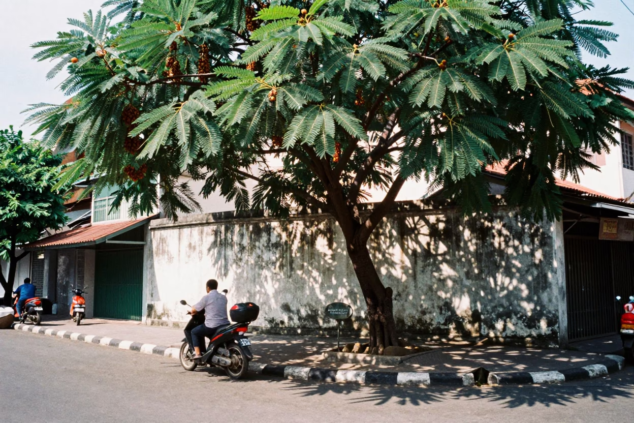 Midday Street Scene in Surabaya Indonesia with Tamarind Tree and Peg Rails in in Surabaya, Indonesia