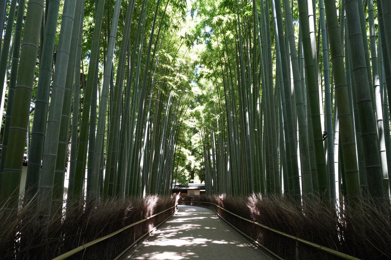 Midday Sunlight Filtering Through Dense Bamboo Grove in Arashiyama Kyoto Japan in in Kyoto, Japan