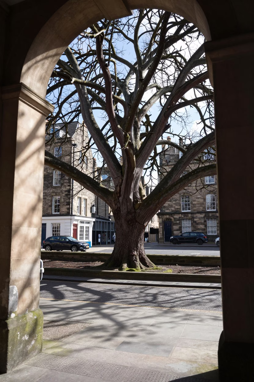 Midmorning Edinburgh Street Scene with Monkey Puzzle Tree and Rusty Bench in in Edinburgh, United Kingdom