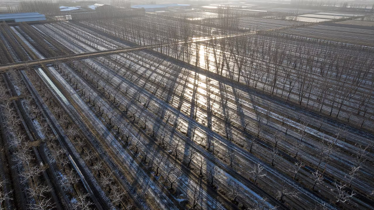 Midnight Aerial View of Liaoning Orchards in Silvery Light in far above orchard blocks and irrigation lines in Liaoning