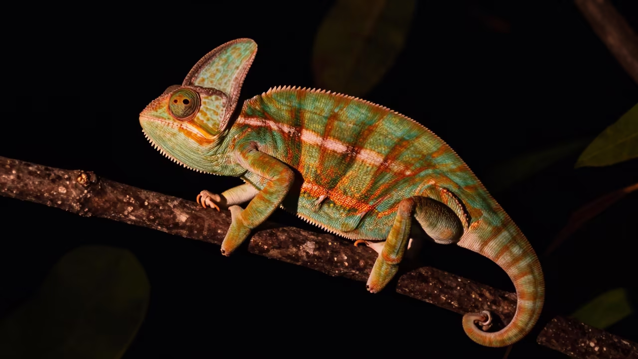 Midnight Chameleon Color Shift in Samoan Shadows in in Samoa