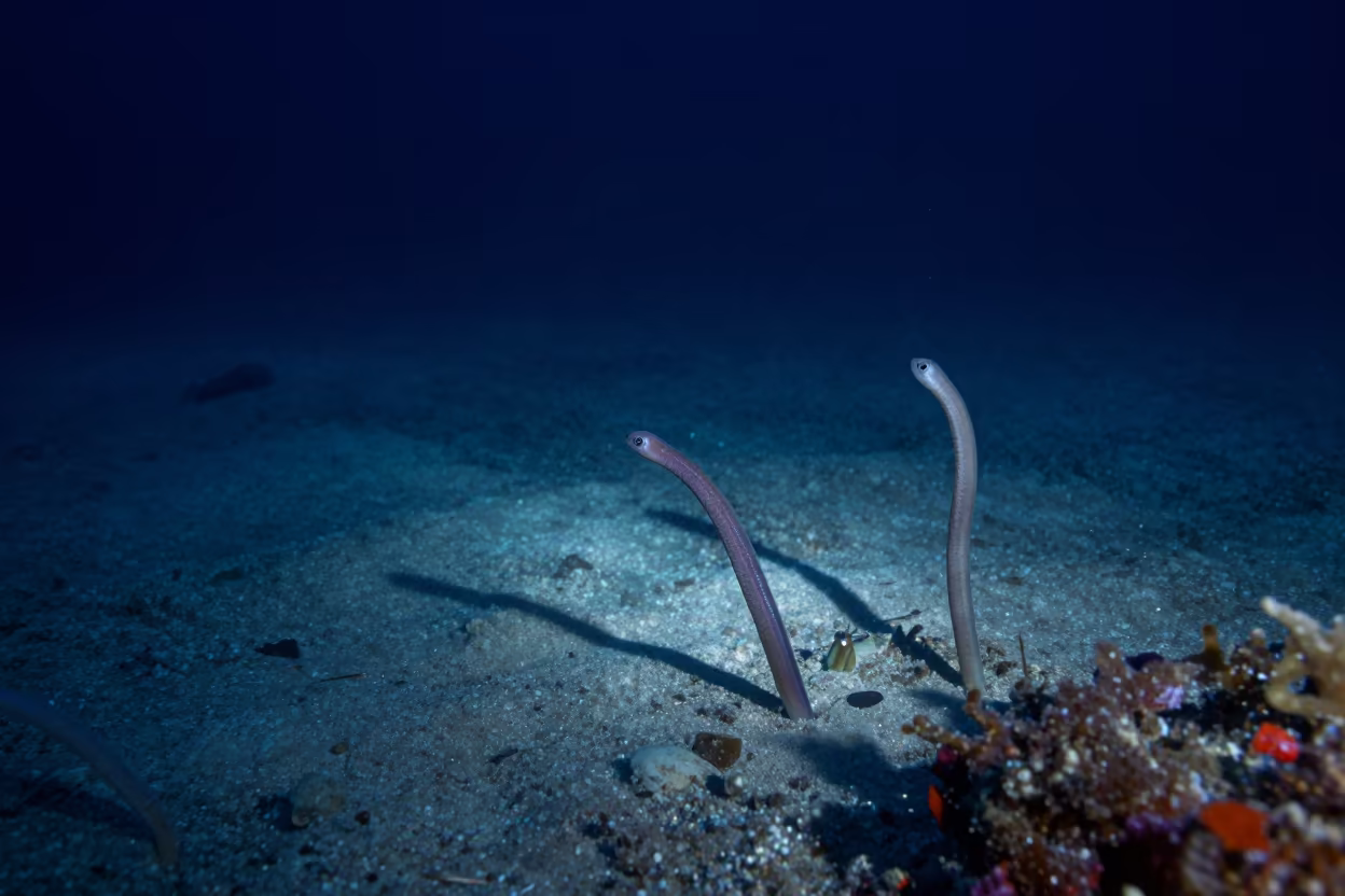 Midnight Garden Eels Defy Shadow Physics in along a coral wall with blue water beyond near Denpasar