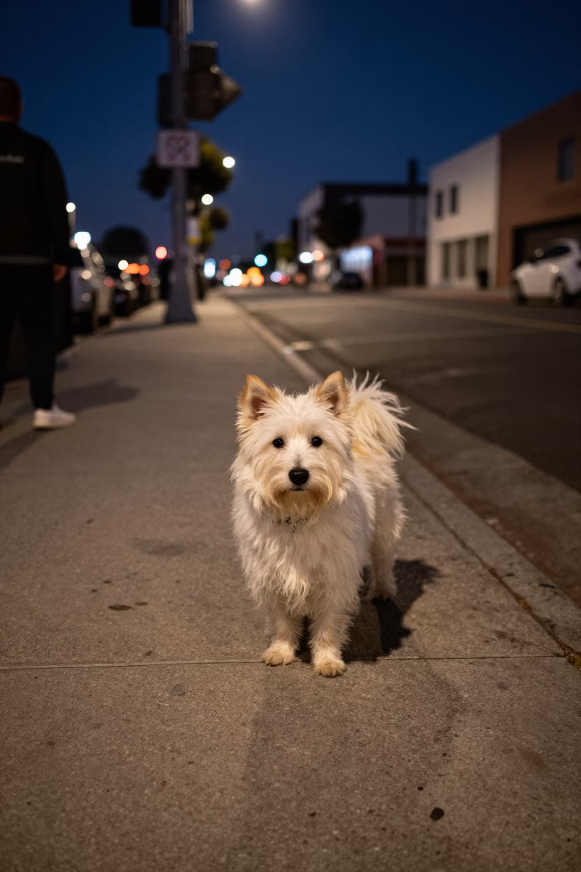 Midnight Los Angeles Street Scene with American Eskimo Dog and City Lights in in Los Angeles, California, United States