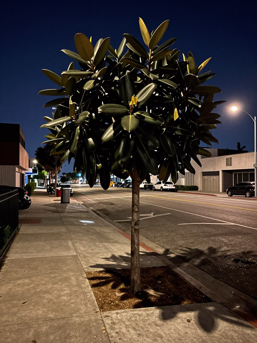 Midnight Los Angeles Street Scene with Rubber Fig Tree and Skateboarder in in Los Angeles, California, United States