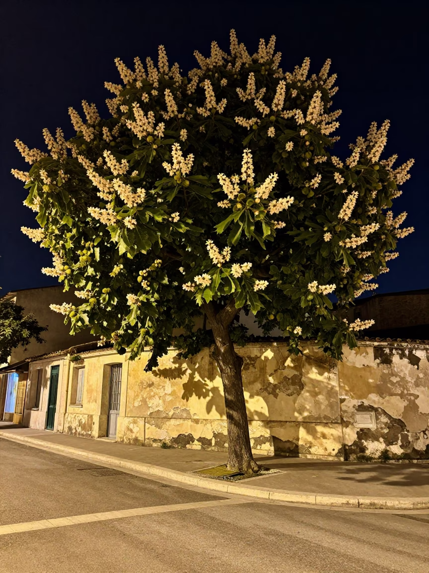 Midnight Marseille Street Scene with Chestnut Tree and Weathered Bench in in Marseille, France