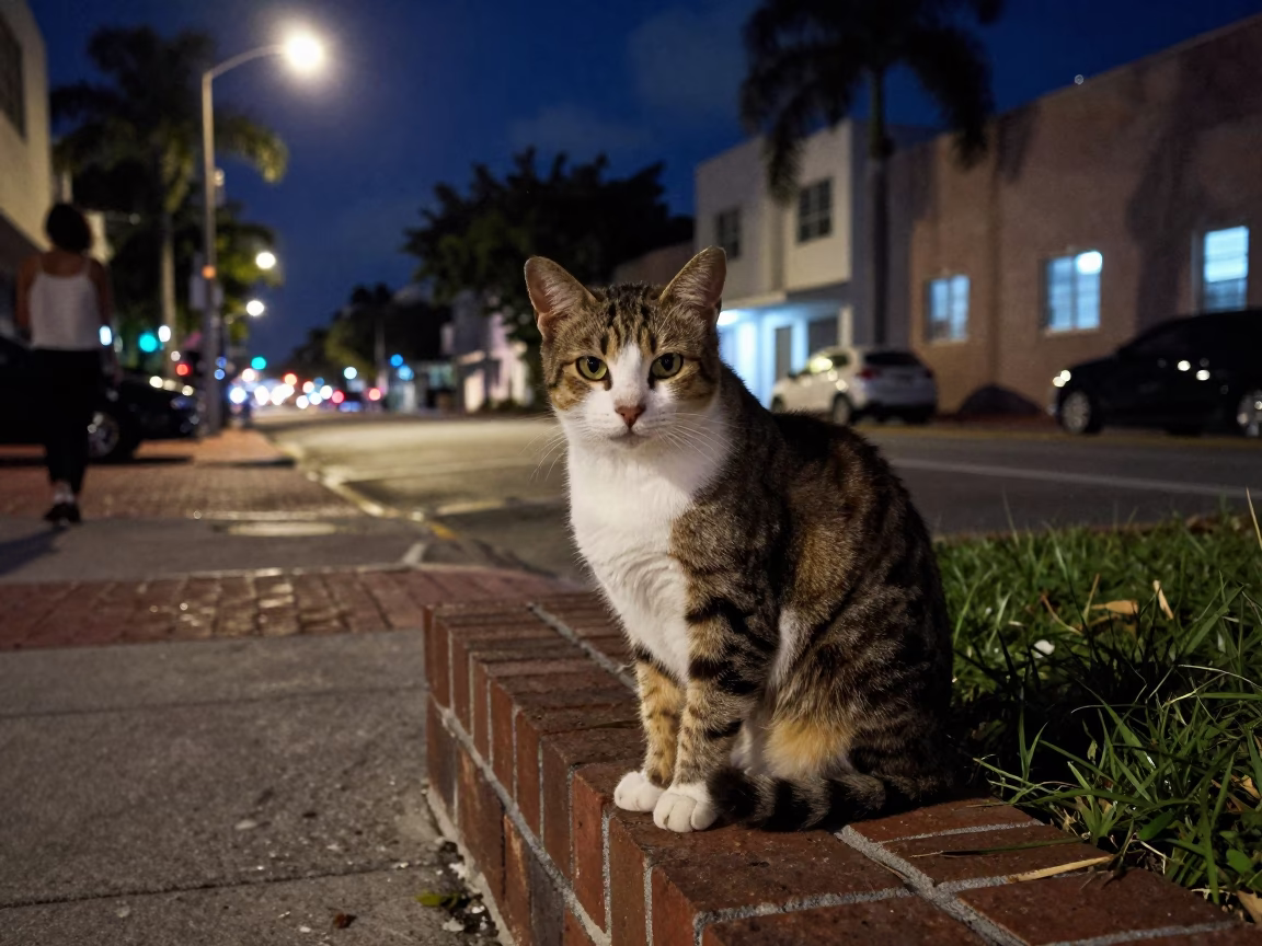 Midnight Miami Street Scene with American Curl Cat and Padlock on Balcony Railing in in Miami, Florida, United States