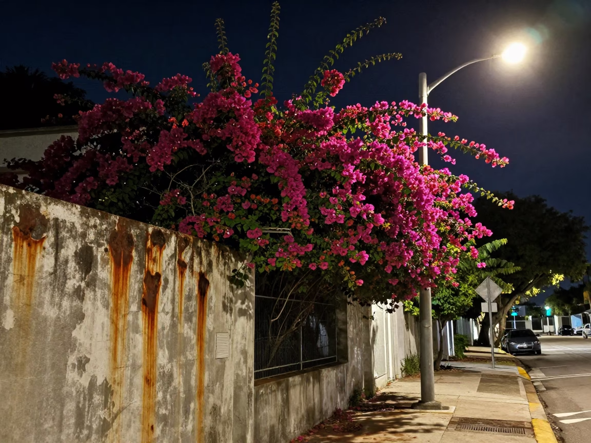 Midnight Miami Street Scene with Rusty Wall and Bougainvillea Flowers in in Miami, Florida, United States