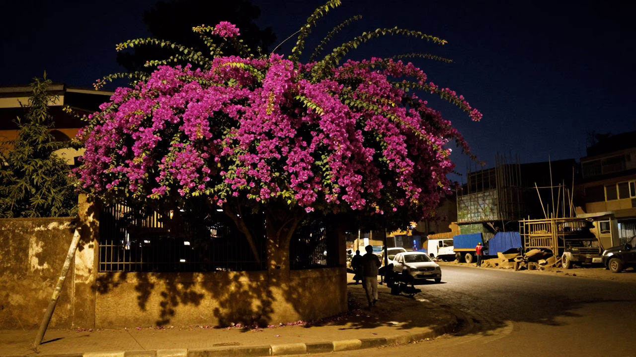 Midnight Nairobi Street Scene with Bougainvillea and Construction Site in in Nairobi, Kenya