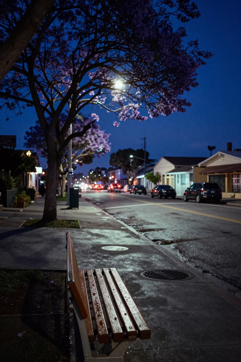 Midnight San Diego Street Scene with Jacaranda Tree and Condensation on Bench in in San Diego, California, United States