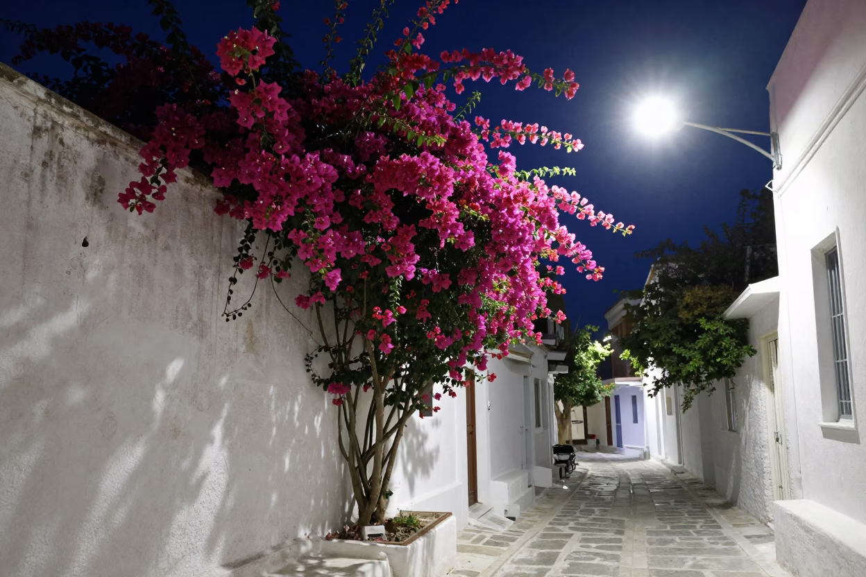 Midnight Street Scene in Athens Greece with Bougainvillea Cascade Over White Wall in in Athens, Greece