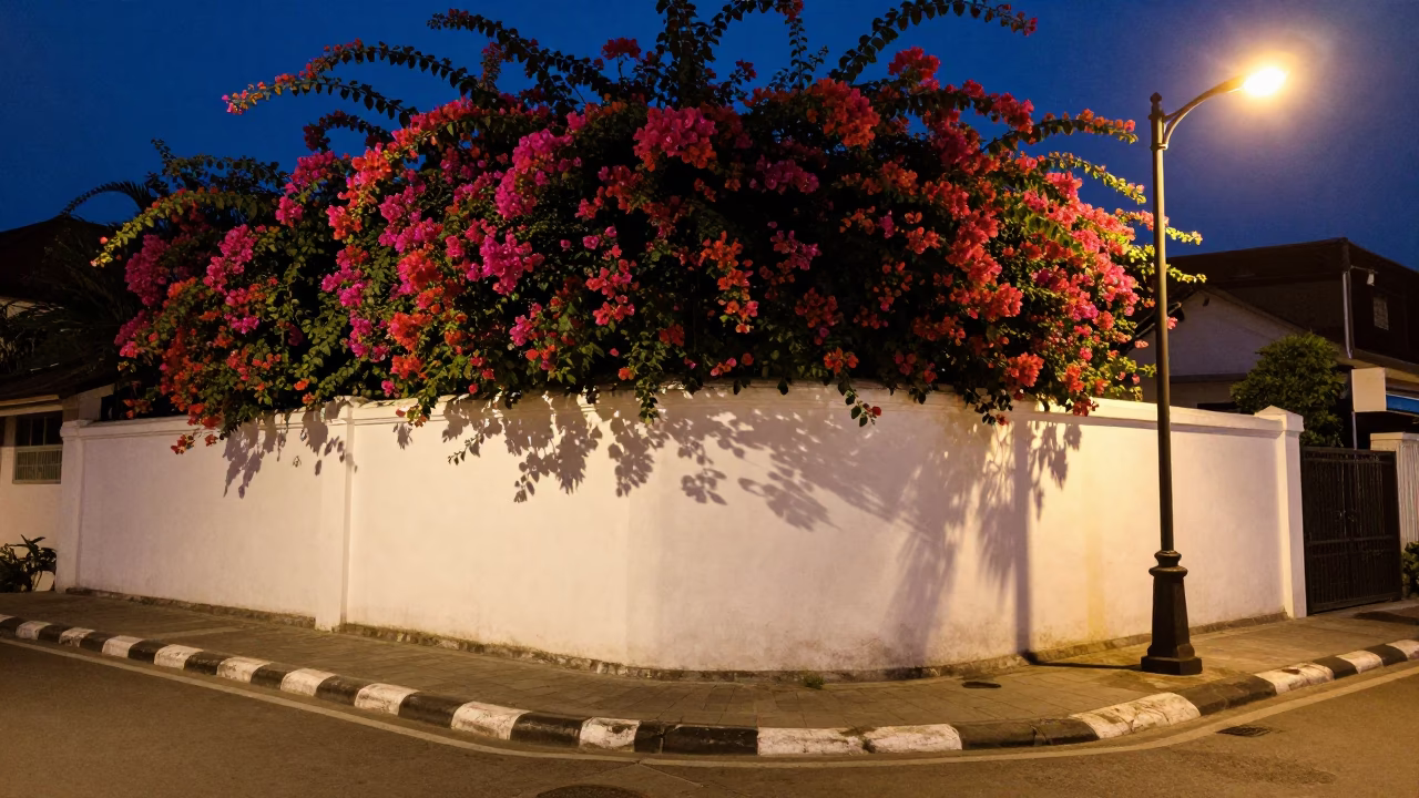 Midnight street scene in Denpasar Indonesia with white wall and bougainvillea flowers in in Denpasar, Indonesia