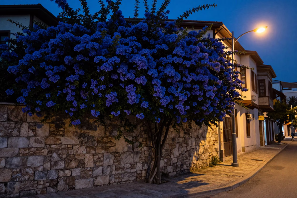 Midnight Street Scene in Izmir Turkey with Plumbago Hedge and Stone Wall in in Izmir, Turkey