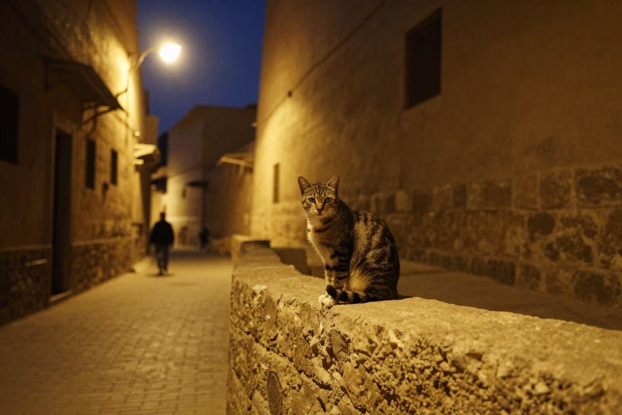 Midnight Street Scene in Luxor Egypt with Tabby Cat and Local Interaction in in Luxor, Egypt