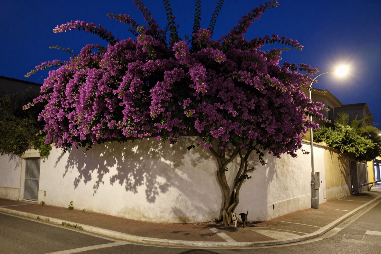Midnight Street Scene in Nice France with Bougainvillea and Small Dog in in Nice, France