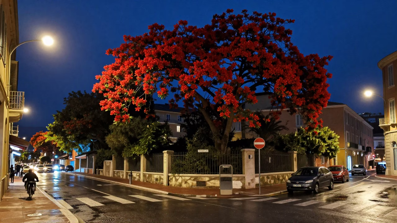 Midnight Street Scene in Nice France with Red Flame Tree Bloom and Urban Architecture in in Nice, France