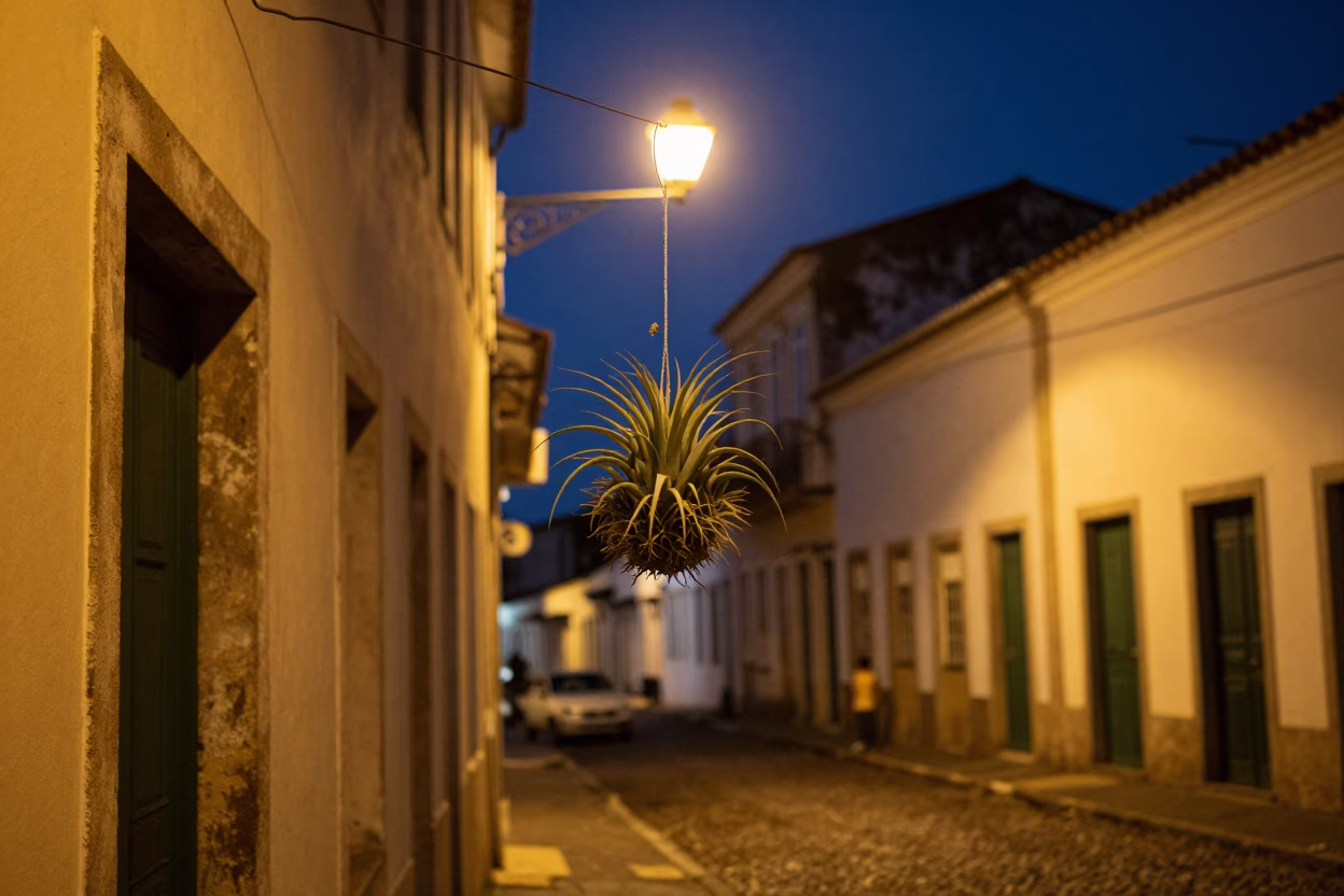Midnight street scene in Salvador Brazil with hanging air plant and wicker hamper in in Salvador, Brazil