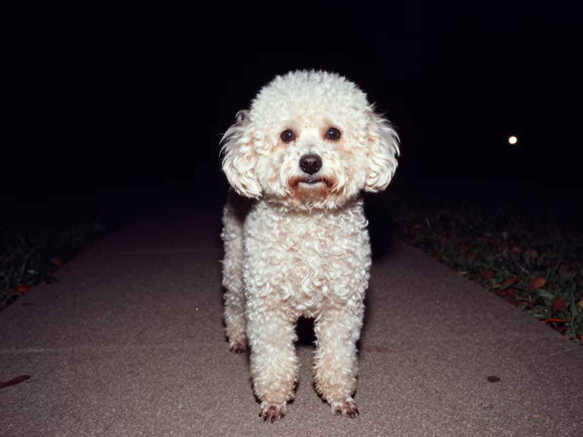 Midnight Teacup Poodle Portrait in Houston Park in along a quiet park path with soft open shade and a clean background in Houston