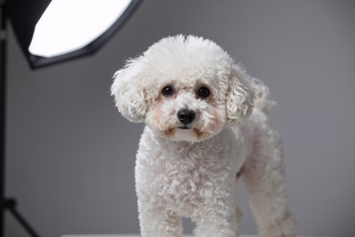 Midnight Teacup Poodle Portrait Studio in in a quiet portrait studio with a plain backdrop and eye-level framing near Atlanta