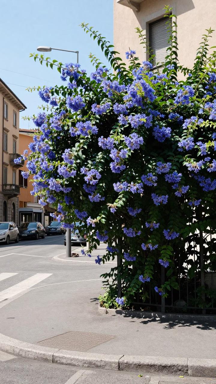 Milan Noon Street Scene with Plumbago Hedge and Urban Details in in Milan, Italy