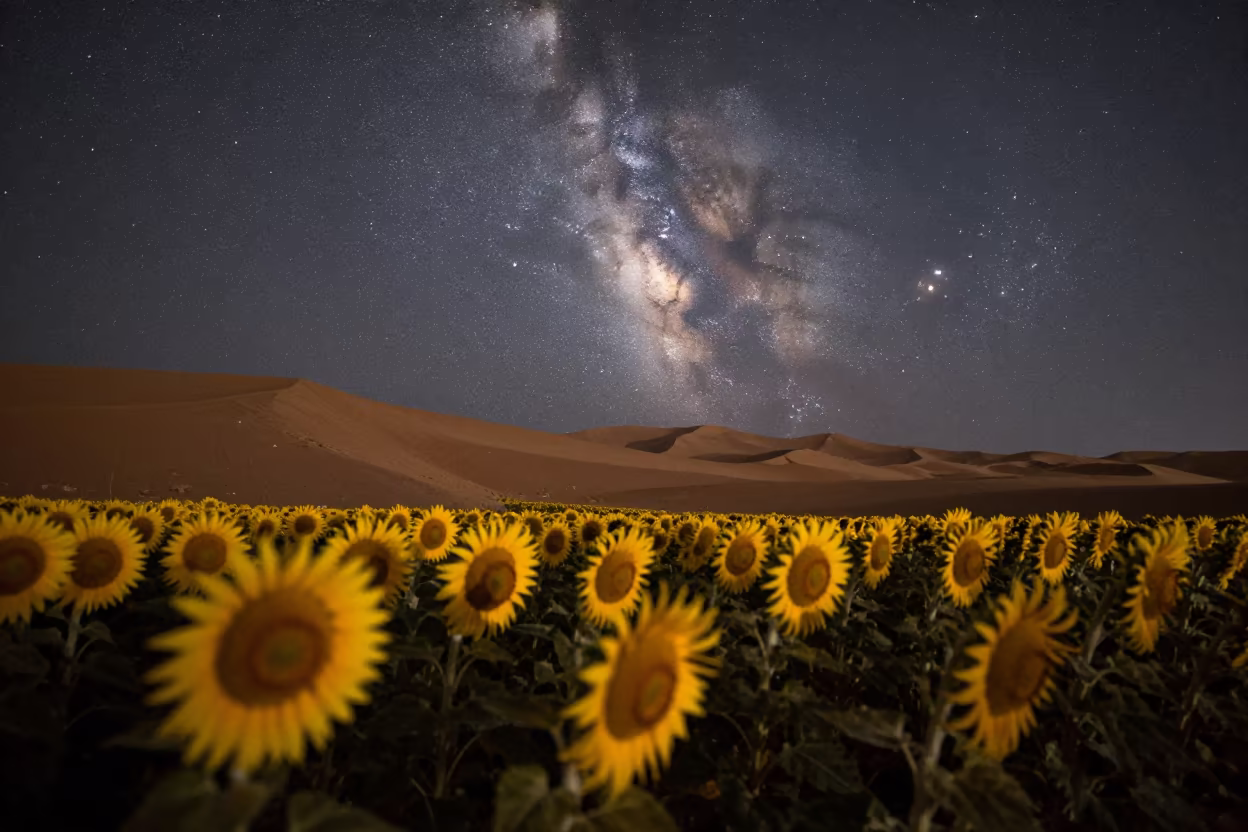 Milky Way Over Libyan Sunflower Field at Night in from a dune-backed overlook in clear desert air in Libya
