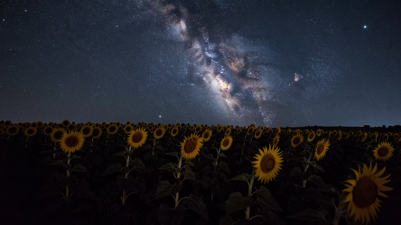 Milky Way Over Sunflower Field in Asturias Night in under a band of cold starlight in Asturias