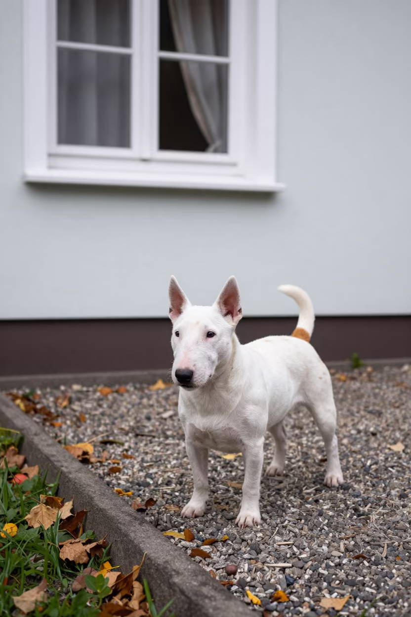 Miniature Bull Terrier on Garden Path in Morning Light in near a garden edge with soft morning light and an uncluttered background near Irkutsk