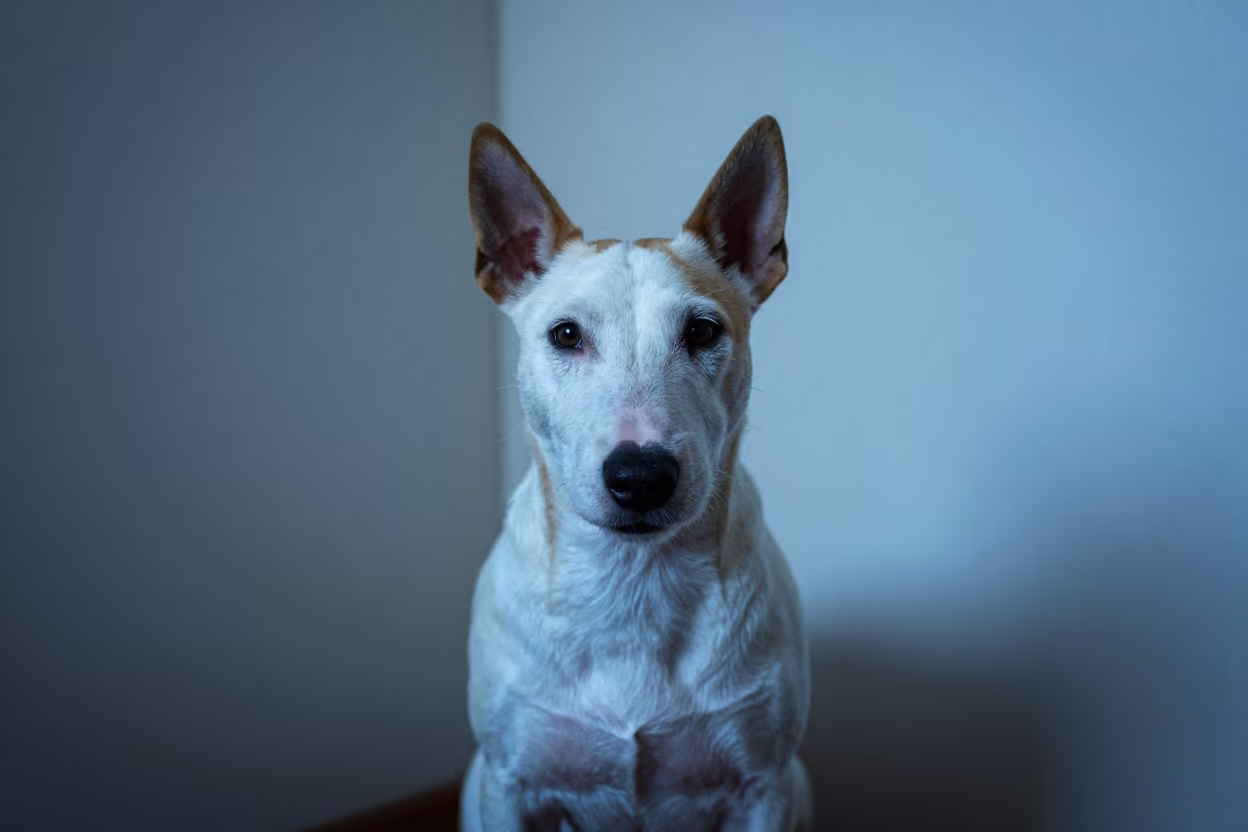 Miniature Bull Terrier Portrait in Soft Indoor Light in beside a plain plaster wall in soft indoor light with the animal centered in frame in Potchefstroom