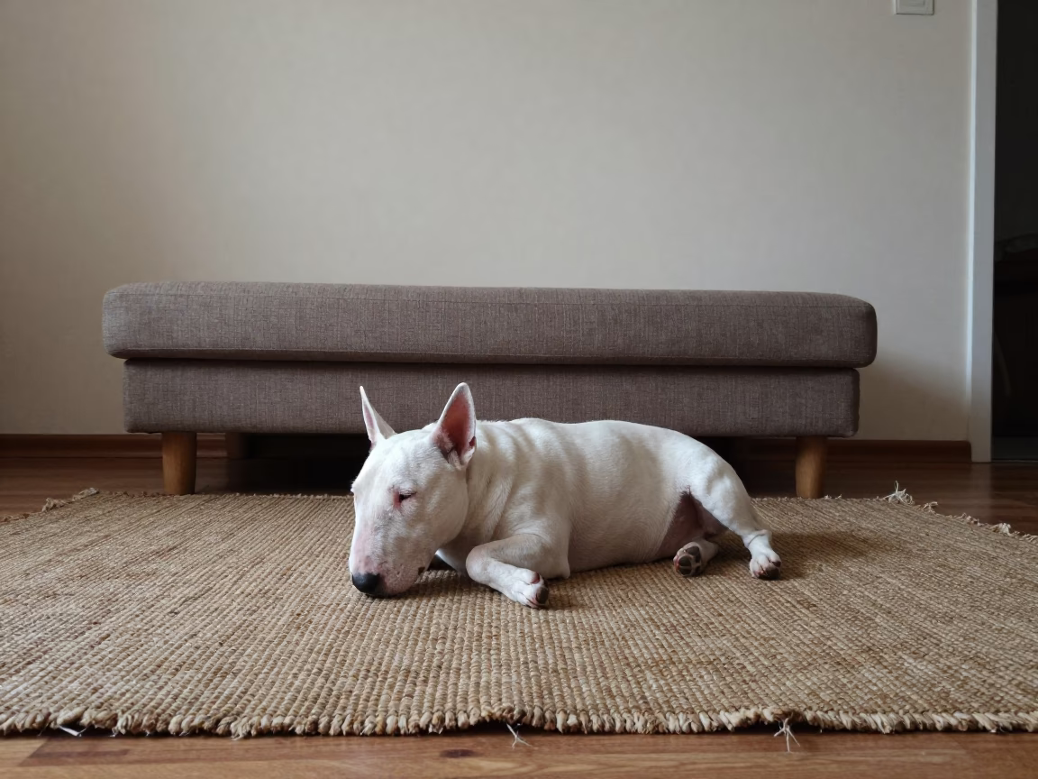 Miniature Bull Terrier Resting on Woven Rug in on a woven rug beside a low couch and an uncluttered wall in Abakan
