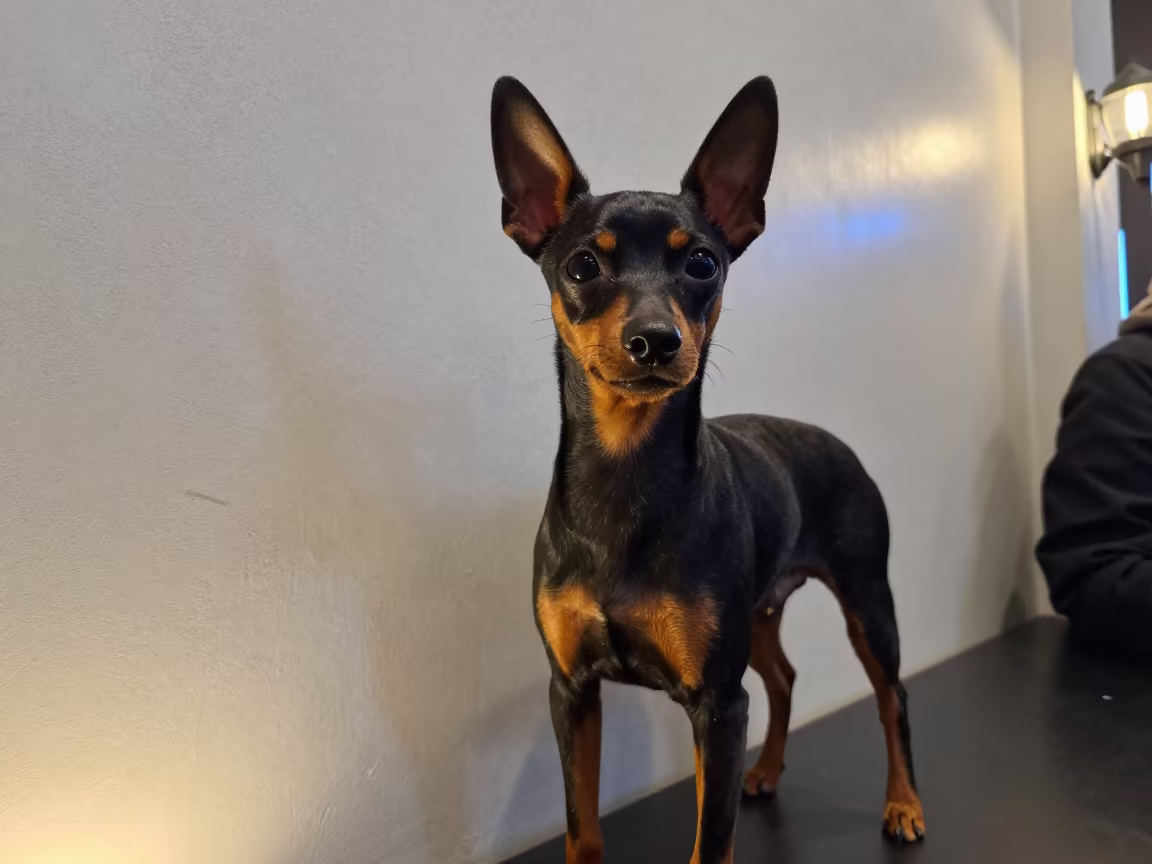 Miniature Pinscher Portrait with Neon Reflections in beside a plain plaster wall in soft indoor light with the animal centered in frame in Bilbao
