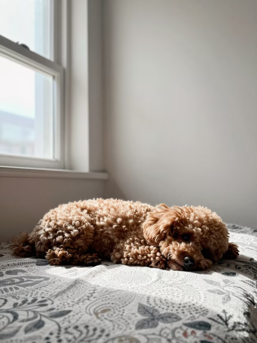 Miniature Poodle Resting on Bedspread in Quetta in on a bedspread near a bright window with calm indoor light in Quetta