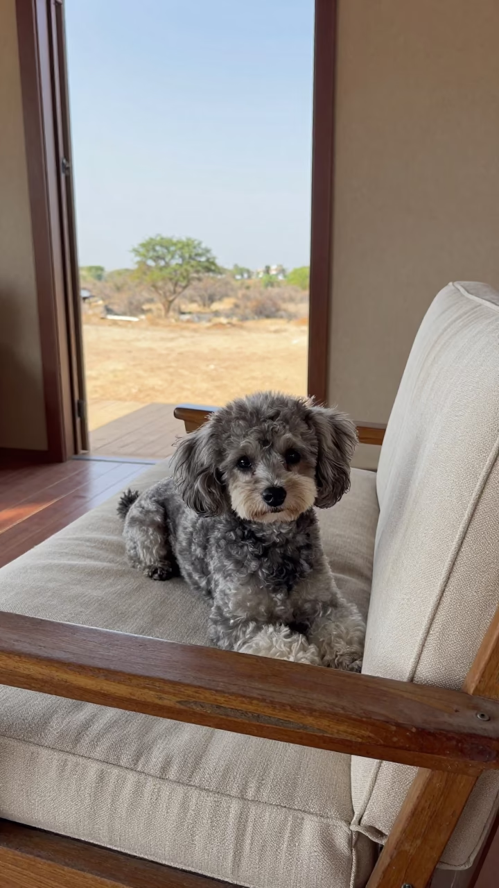 Miniature Poodle Resting on Linen Sofa in Bauchi Light in on a linen sofa with daylight from a nearby window near Bauchi