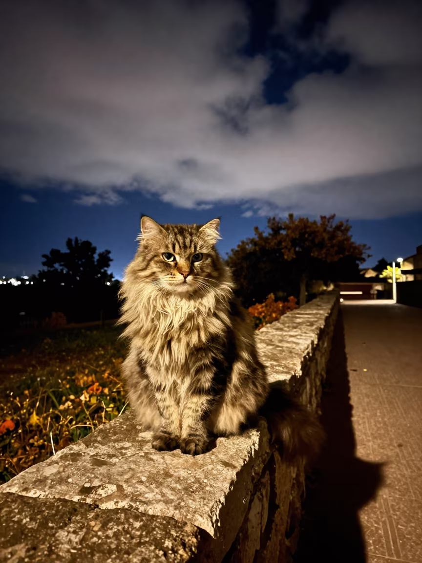 Minuet Longhair Cat Perched on Ensenada Wall in along a quiet park path with soft open shade and a clean background in Ensenada