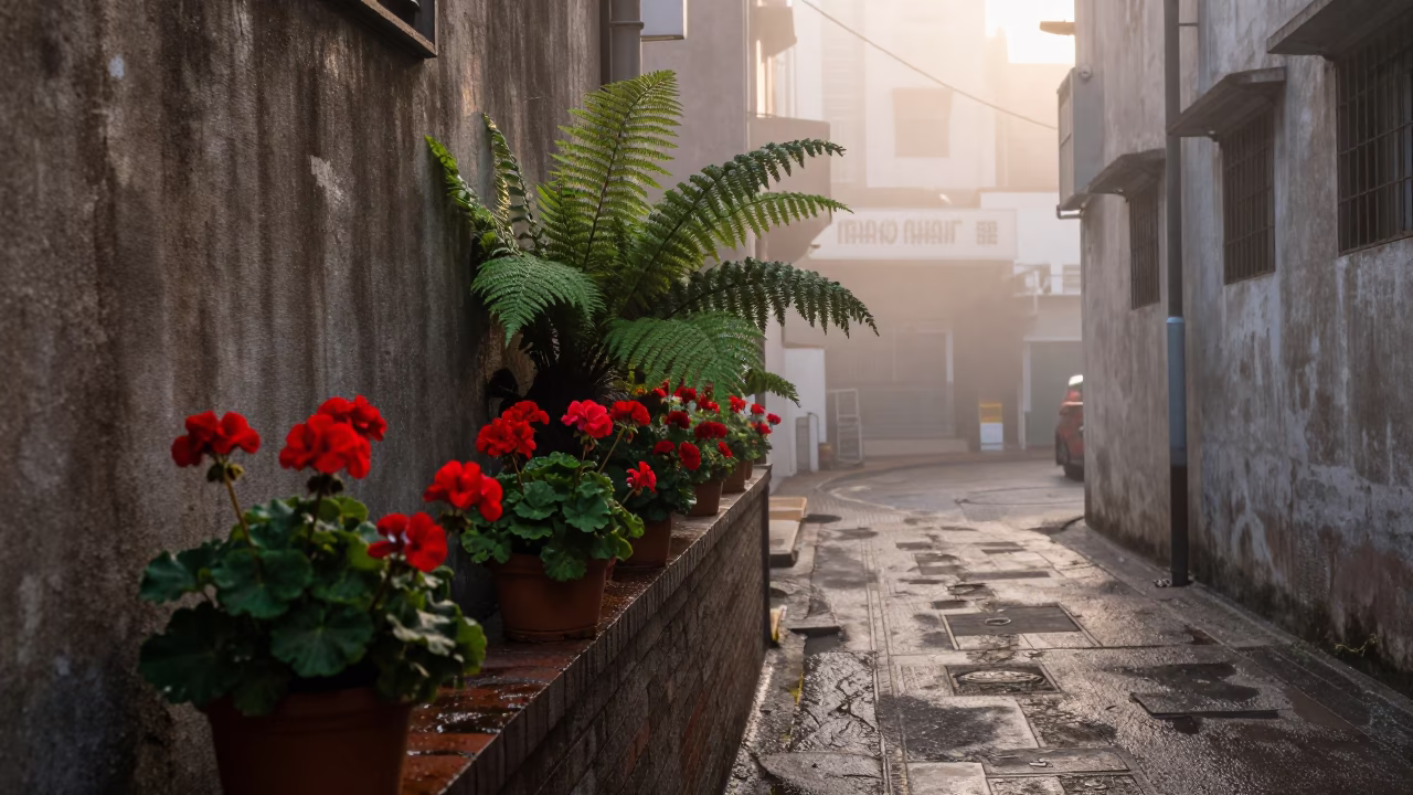 Misty Dawn Street Scene in Hong Kong with Ferns and Geraniums in in Hong Kong, Hong Kong