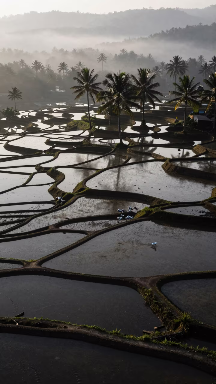 Misty Monsoon Terraces and Palms Over Salt Ponds in high over salt ponds and causeways in Myanmar