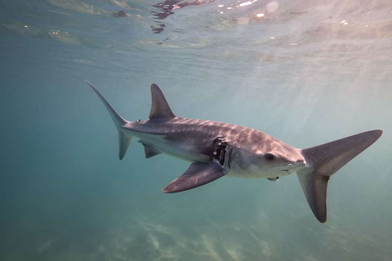 Mola Mola Drifting in Dalmatian Dawn Waters in in Dalmatia