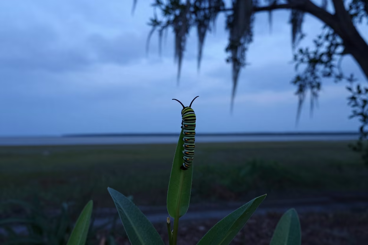 Monarch Caterpillar on Milkweed at Alabama Twilight in beside a tidal inlet in Alabama