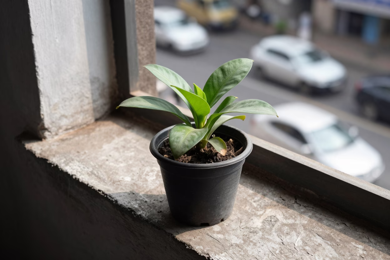 Money Plant in Mumbai in in Mumbai, India