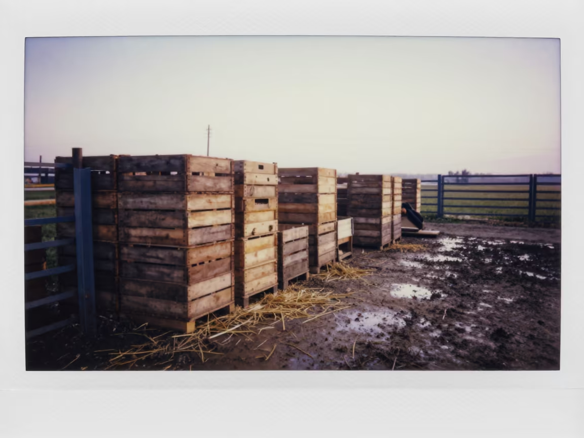 Mongolian Poultry Dock at Dawn with Crates in along a muddy paddock fence in Mongolia