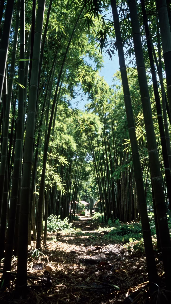 Monsoon Bamboo Forest Midday Light in near Ho Chi Minh City