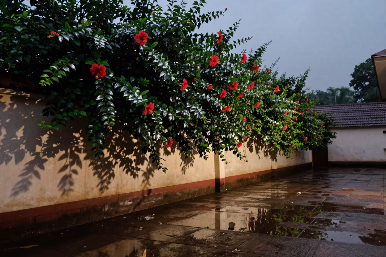 Monsoon Hibiscus Hedge Kerala Evening Shadow in in Kerala