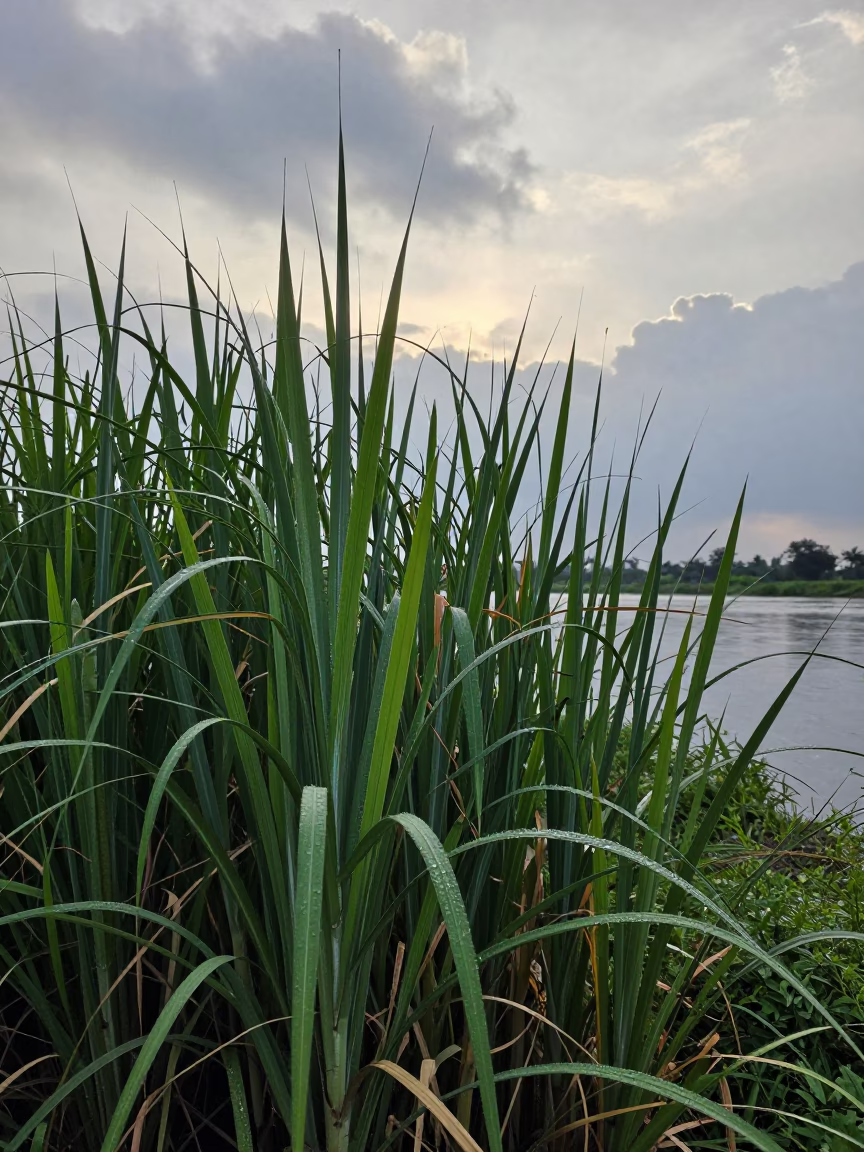 Monsoon Papyrus at Sunrise in Gujarat in in Gujarat